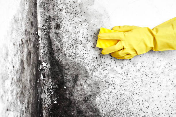 Best Toxic Mold Removal  in Magalia, CA