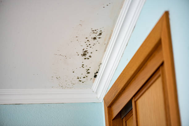 Best Residential Mold Removal  in Magalia, CA
