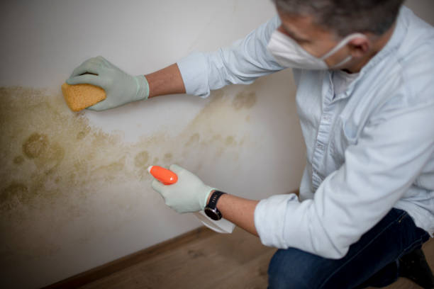 Best Black Mold Removal  in Magalia, CA