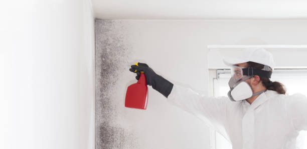 Best Commercial Mold Removal  in Magalia, CA